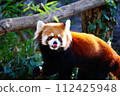 小熊貓 112425948