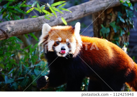 小熊貓 小熊貓 112425948