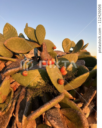 Prickly pear cactus (Opuntia ficus) with fruits at Malta grow up everywhere on this tiny island 112426006