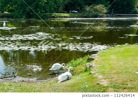White swans in the park of Egeskov castle, Denmark. White swans in the park of Egeskov castle, Denmark. 112426414