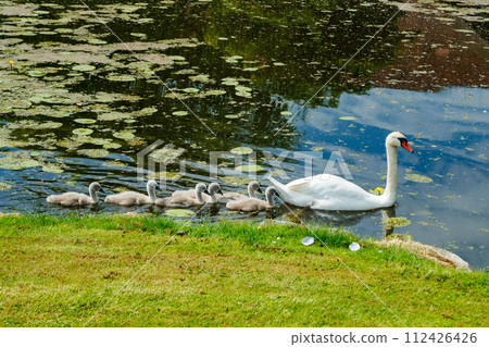 White swans in the park of Egeskov castle, Denmark. 112426426