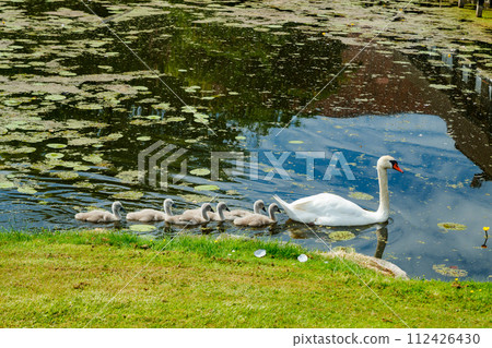 White swans in the park of Egeskov castle, Denmark. 112426430
