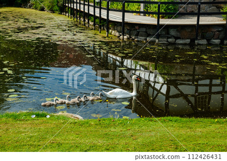 White swans in the park of Egeskov castle, Denmark. White swans in the park of Egeskov castle, Denmark. 112426431