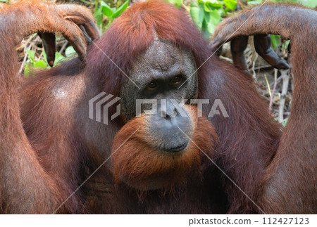 Portrait of a male orangutan in close-up 112427123
