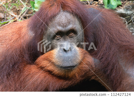 Portrait of a male orangutan in close-up Portrait of a male orangutan in close-up 112427124