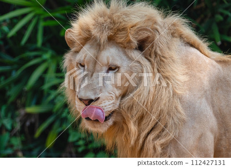 Portrait of a lion licking his lips with his tongue, close-up 112427131