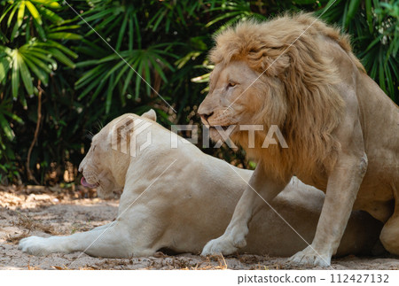 A lion next to a lioness resting in the shade of trees on a hot day A lion next to a lioness resting in the shade of trees on a hot day 112427132