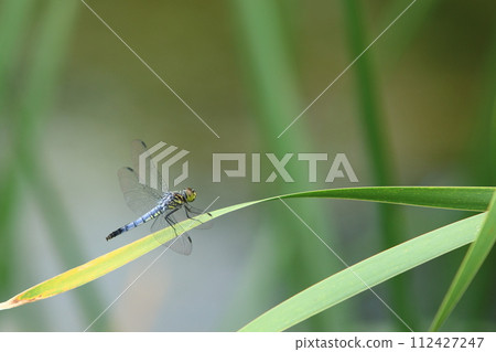 蜻蜓把翅膀停在葉子上,鹽蜻蜓,紅蜻蜓 蜻蜓把翅膀停在葉子上,鹽蜻蜓,紅蜻蜓 112427247
