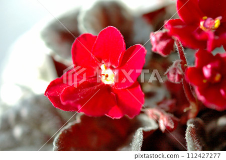 Singaporean flowers 112427277