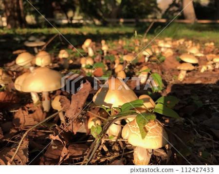 Park mushrooms Park mushrooms 112427433