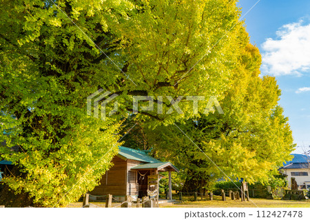 Scenery of couple ginkgo trees at Miyaura Shrine (Fukuyama-cho, Kirishima City) 112427478