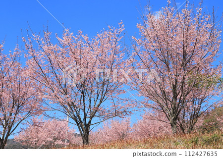Cherry blossoms in full bloom shining in the blue sky Cherry blossoms in full bloom shining in the blue sky 112427635