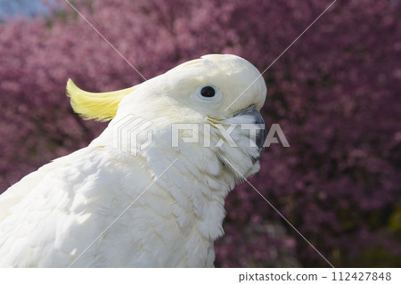 黃腹鸚鵡長尾小鸚鵡鳳頭鸚鵡白鸚鵡鳥冠羽毛波峰 黃腹鸚鵡長尾小鸚鵡鳳頭鸚鵡白鸚鵡鳥冠羽毛波峰 112427848