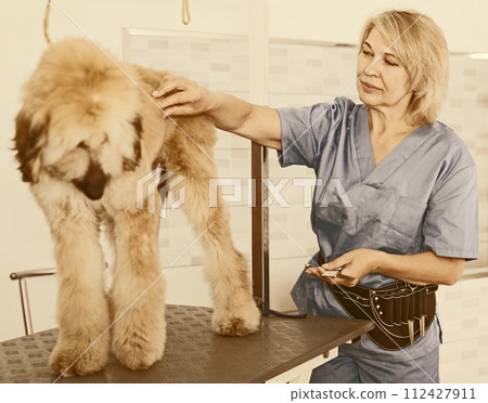 Woman hairdresser cuts Afghan puppy Shepherd in beauty salon for animals 112427911
