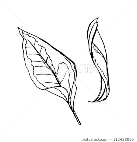 Tropical Leaves Line Art set Vector. Exotic Jungle Tree And Bush Leaves. Element Of Beautiful Nature Botanical Plants Monochrome Hand Drawn hand drawn 112428050