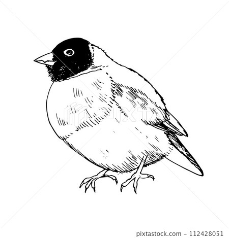 vector drawing bird, Gouldian finch, hand drawn songbird, isolated nature design element. black and white sketch illustartion. line art 112428051