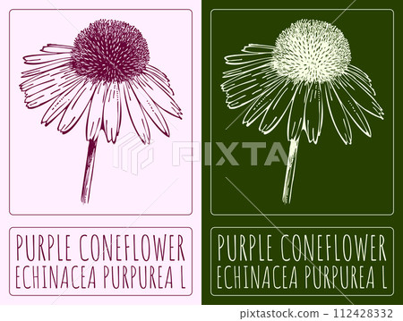 Vector drawing PURPLE CONEFLOWER. Hand drawn illustration. The Latin name is ECHINACEA PURPUREA L Vector drawing PURPLE CONEFLOWER. Hand drawn illustration. The Latin name is ECHINACEA PURPUREA L 112428332