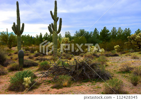 Central Sonora Desert Arizona 112428345