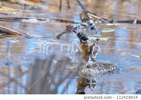 反應良好 112428654