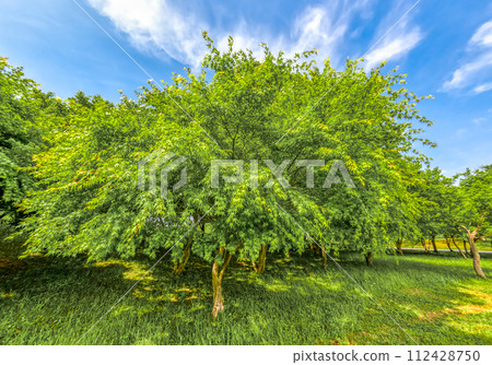 春天的宮瀨湖濱公園-新綠的影像 春天的宮瀨湖濱公園-新綠的影像 112428750