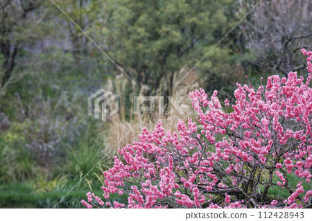 梅花盛開，色彩鮮豔 112428943