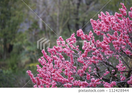 梅花盛開，色彩鮮豔 112428944