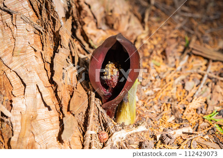 坐禪莊（玉宮坐禪莊公園） 112429073