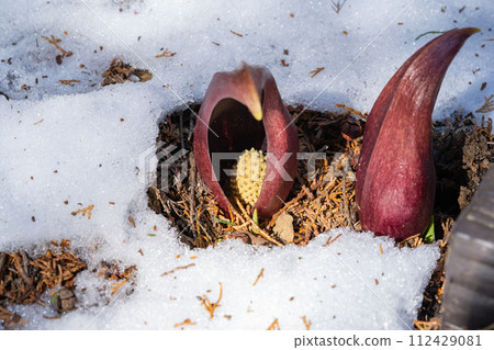 坐禪莊（玉宮坐禪莊公園） 112429081