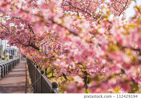 Nishikosegawa River in spring, Kawazu cherry blossoms in full bloom (Toyokawa City, Aichi Prefecture) Nishikosegawa River in spring, Kawazu cherry blossoms in full bloom (Toyokawa City, Aichi Prefecture) 112429194