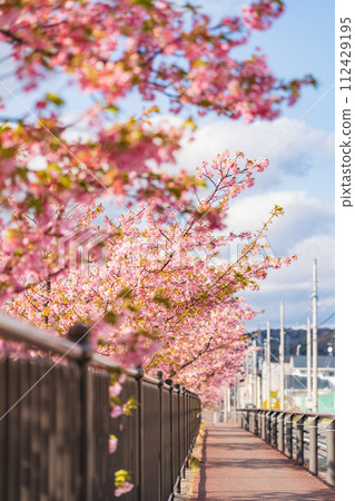 Nishikosegawa River in spring, Kawazu cherry blossoms in full bloom (Toyokawa City, Aichi Prefecture) Nishikosegawa River in spring, Kawazu cherry blossoms in full bloom (Toyokawa City, Aichi Prefecture) 112429195
