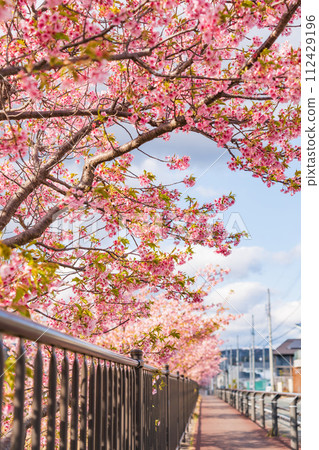 Nishikosegawa River in spring, Kawazu cherry blossoms in full bloom (Toyokawa City, Aichi Prefecture) 112429196