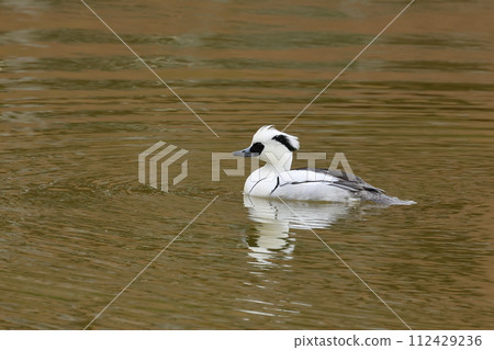 Merganser found in a city park 112429236