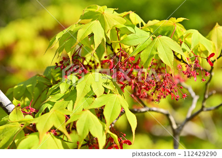 紅葉花 紅葉花 112429290