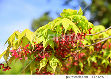 Momiji flowers Momiji flowers 112429292