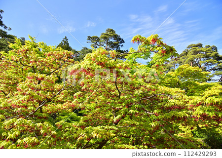 紅葉花 紅葉花 112429293
