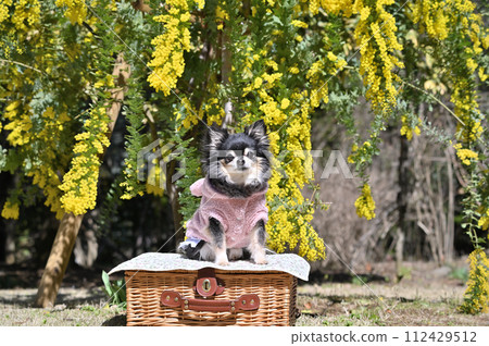 Mimosa and long coat chihuahua acacia 112429512