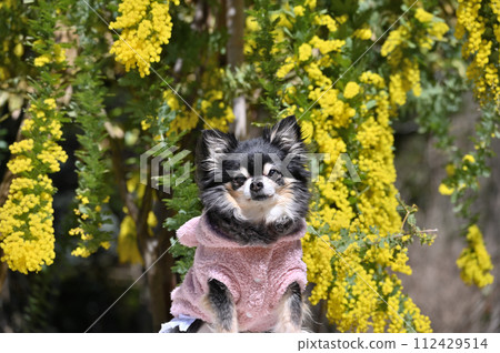 Mimosa and long coat chihuahua acacia Mimosa and long coat chihuahua acacia 112429514