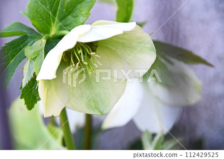 Christmas rose Christmas rose 112429525