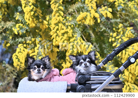 Two friendly Chihuahuas and cheerful vitamin-colored mimosa flowers, acacia, spring material 112429900