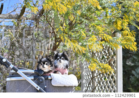 Two friendly Chihuahuas and cheerful vitamin-colored mimosa flowers, acacia, spring material 112429901