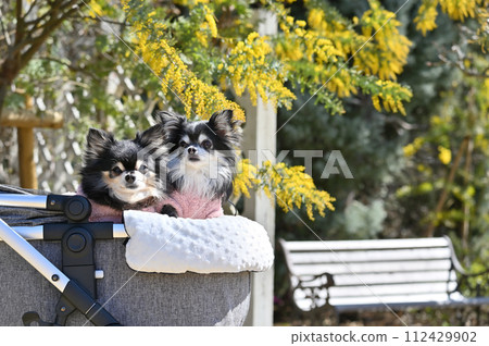 Two friendly Chihuahuas and cheerful vitamin-colored mimosa flowers, acacia, spring material 112429902