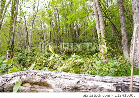 fallen tree in the forest fallen tree in the forest 112430303