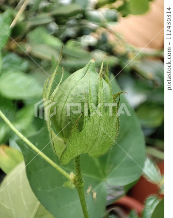 棉花的花形成綠色蒴果 棉花的花形成綠色蒴果 112430314