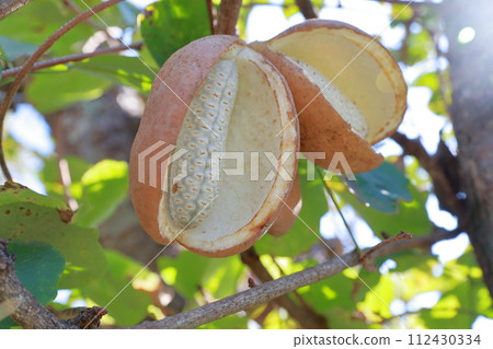 Akebia fruit - nutritious health food 112430334