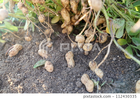 peanuts harvested in the field 112430335