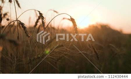 golden wheat field, agriculture, farm, young fresh ear wheat, field farm sunset, dawn field, farm grain business, grain industrial production, grain harvest, landscape nature sunset, eco, industry golden wheat field, agriculture, farm, young fresh ear wheat, field farm sunset, dawn field, farm grain business, grain industrial production, grain harvest, landscape nature sunset, eco, industry 112430444