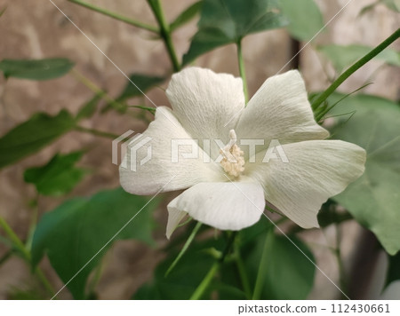 綻放的棉花花朵,中心有花蕊 112430661