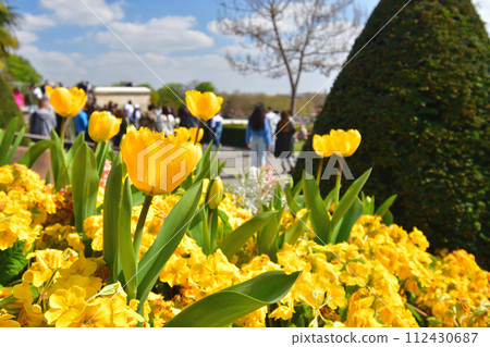 Paris, France. Yellow tulips blooming at Trocadero Square. Photographed on April 9, 2023. 112430687