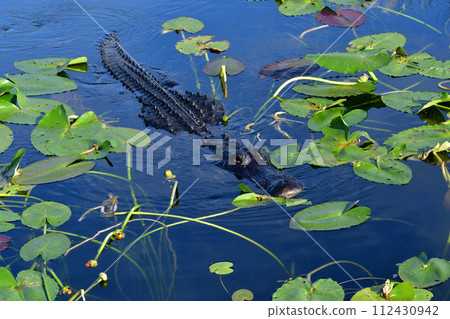 American Alligator swimming amidst spatterdock leaves in Everglades. 112430942