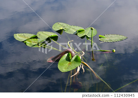 Spatterdock - Nuphar advena - on calm water in pond in Everglades National Park. 112430945